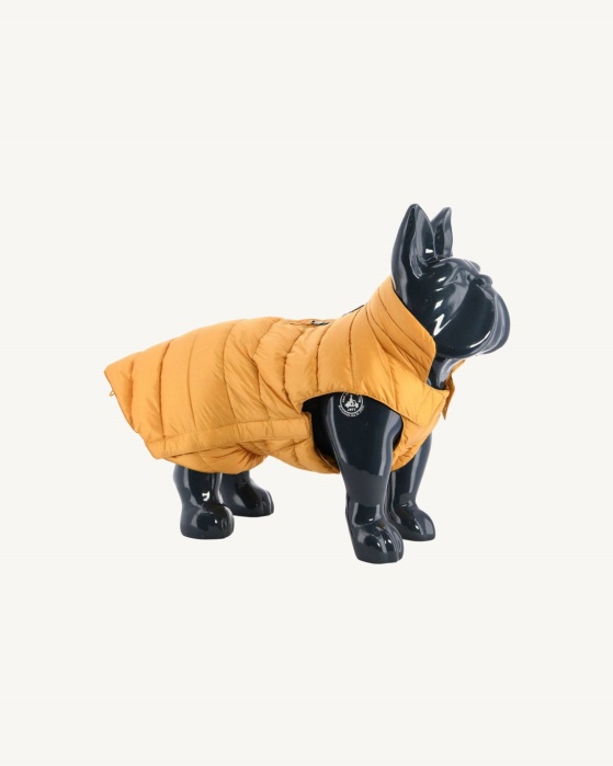 Jott Moutarde Jaqueta De Cachorro Woop
